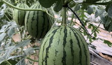 最新网红爆料吃瓜,娱乐圈最新吃瓜大事件，揭秘明星幕后真相！